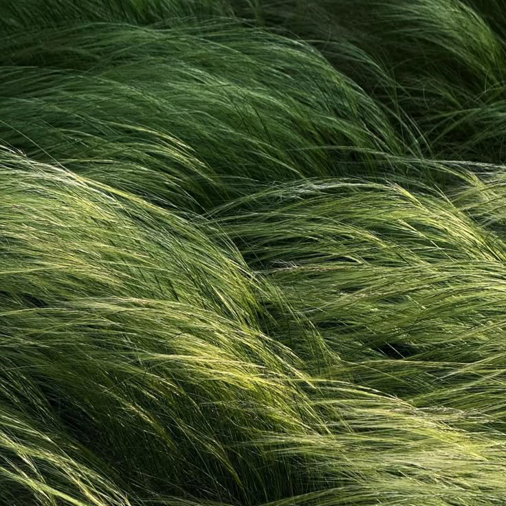 Green Essence - Green Latifa